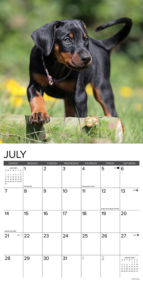 Dobermans Calendar 2024 Willow Creek PressAnimal Den
