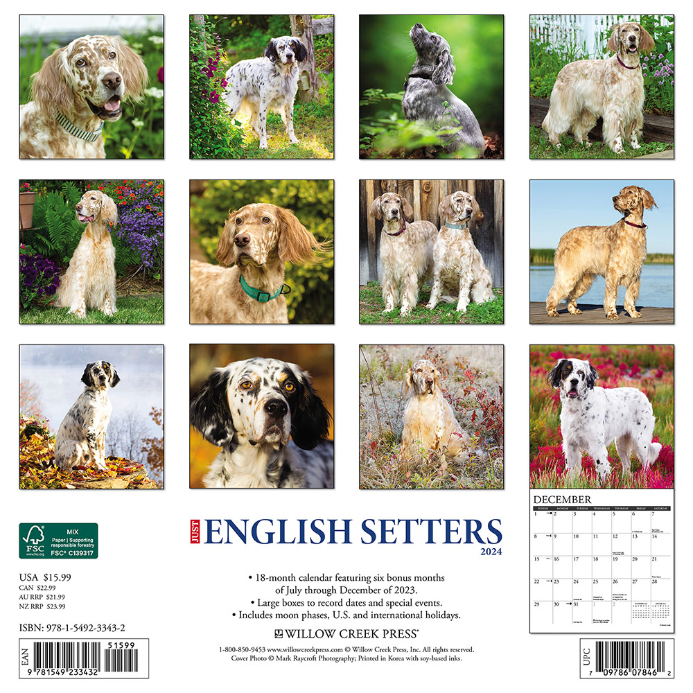 English Setters Calendar 2024 Willow