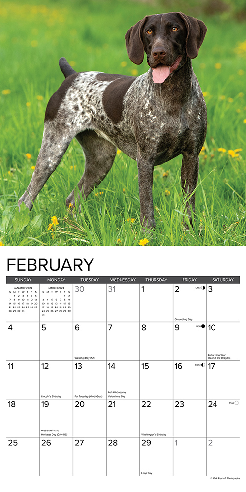 German Shorthair Pointers Calendar 2024 Willow Creek PressAnimal Den