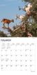 2024 Goats in Trees Calendar