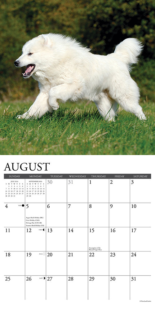 Great Pyrenees Calendar 2024 Willow