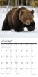 2025 Grizzly Bears Calendar