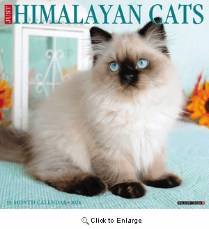 2024 Himalayan Cats Calendar