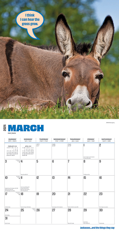 Jackasses Calendar 2025Animal Den