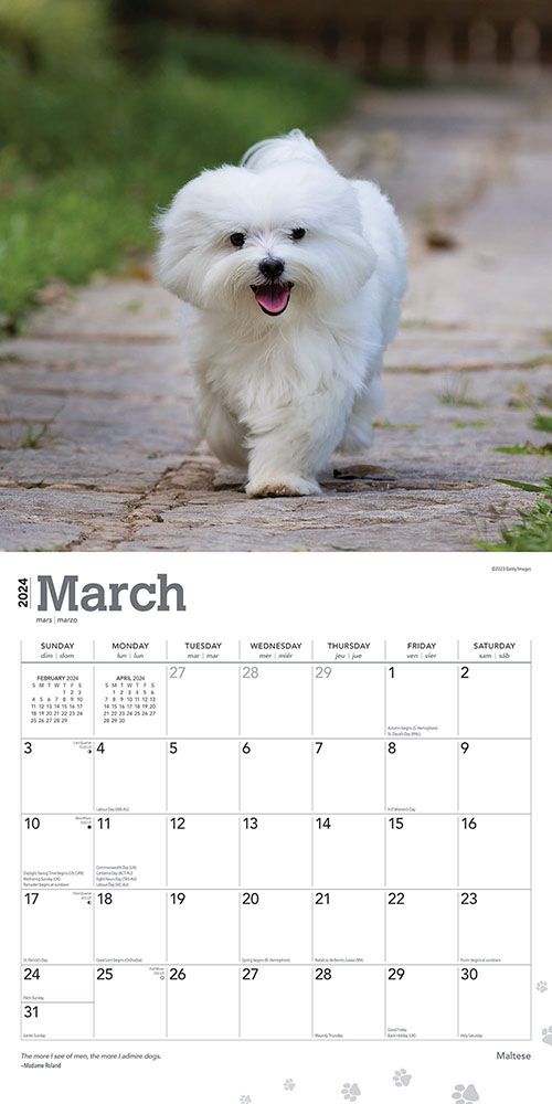 Lhasa Apsos Calendar 2024Animal Den