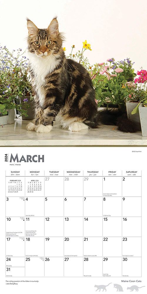 Maine Coon Cats Calendar 2024Animal Den