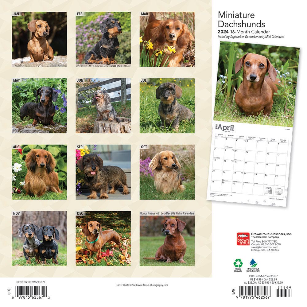 Miniature Dachshunds Calendar 2025 Animal Den 2024 Miniature Dachshunds Calendar 7