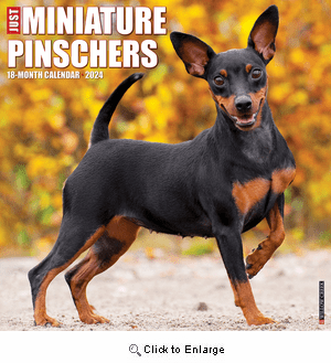 2024 Miniature Pinscher Calendar Willow Creek