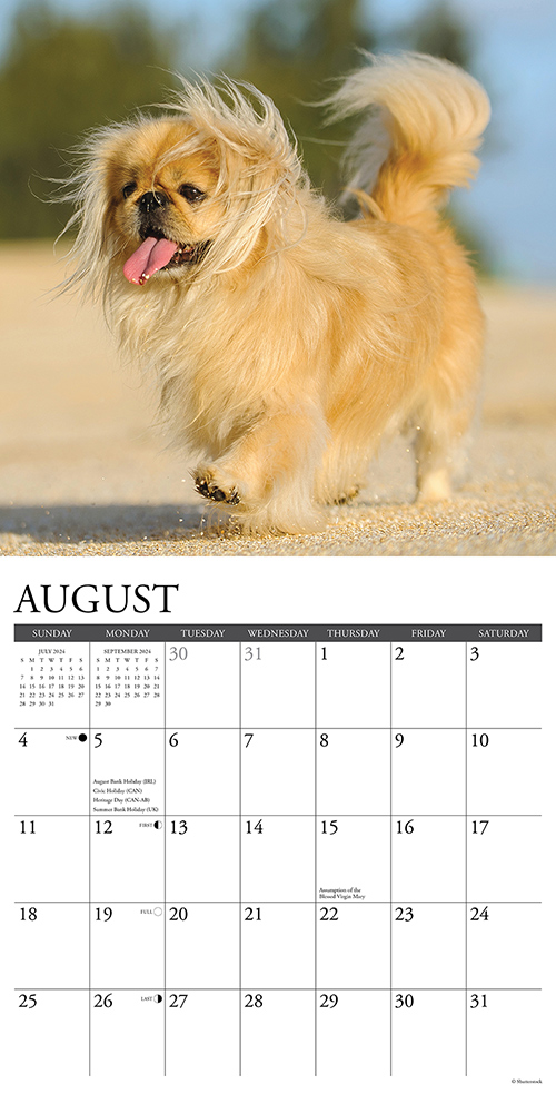 Pekingese Calendar 2024 Willow