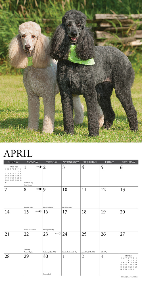 Poodles Calendar 2024 Willow Creek PressAnimal Den