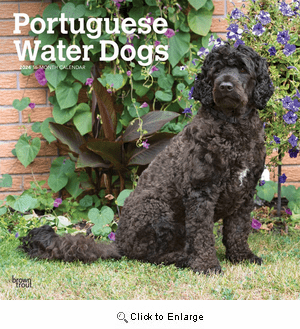 2024 Portuguese Water Dogs Calendar