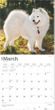 2025 Samoyeds Calendar