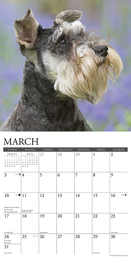 Schnauzers Calendar 2024 Willow