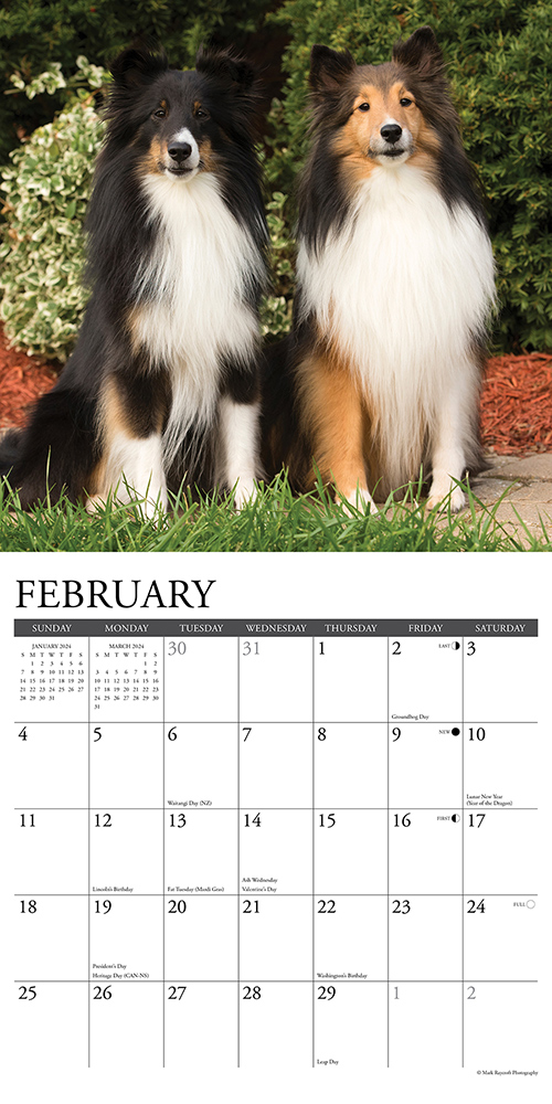 Shelties Calendar 2024 Willow Creek PressAnimal Den