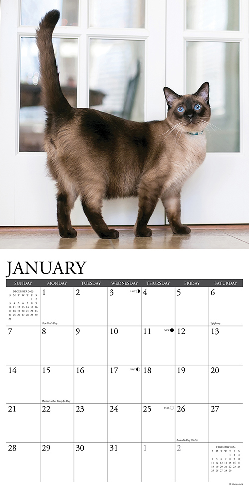 Siamese Cats Calendar 2024 Willow