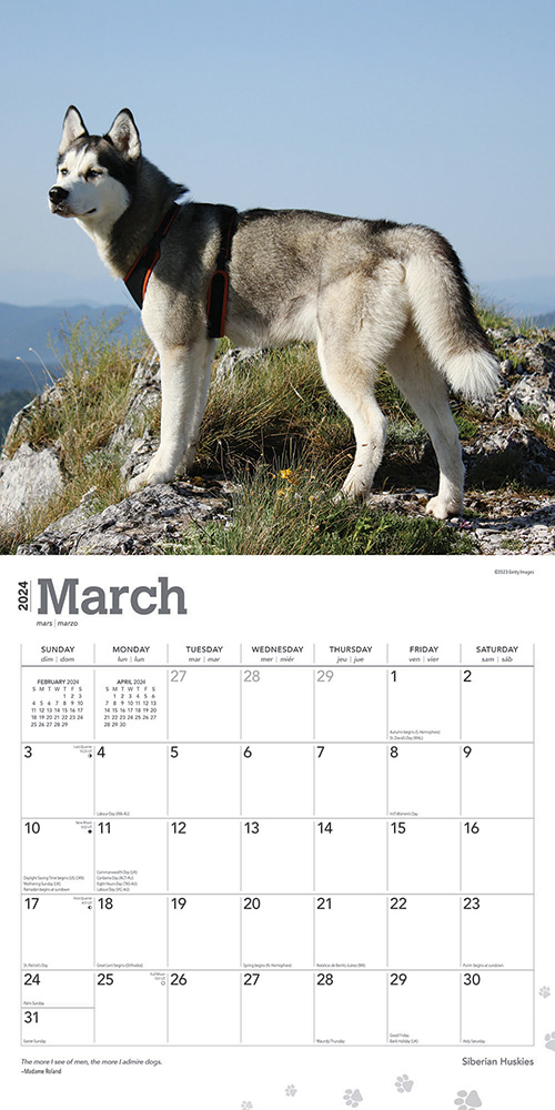 Siberian Huskies Calendar 2024|Animal Den