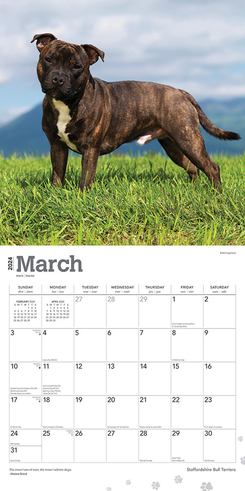 Staffordshire Bull Terriers Calendar 2024Animal Den