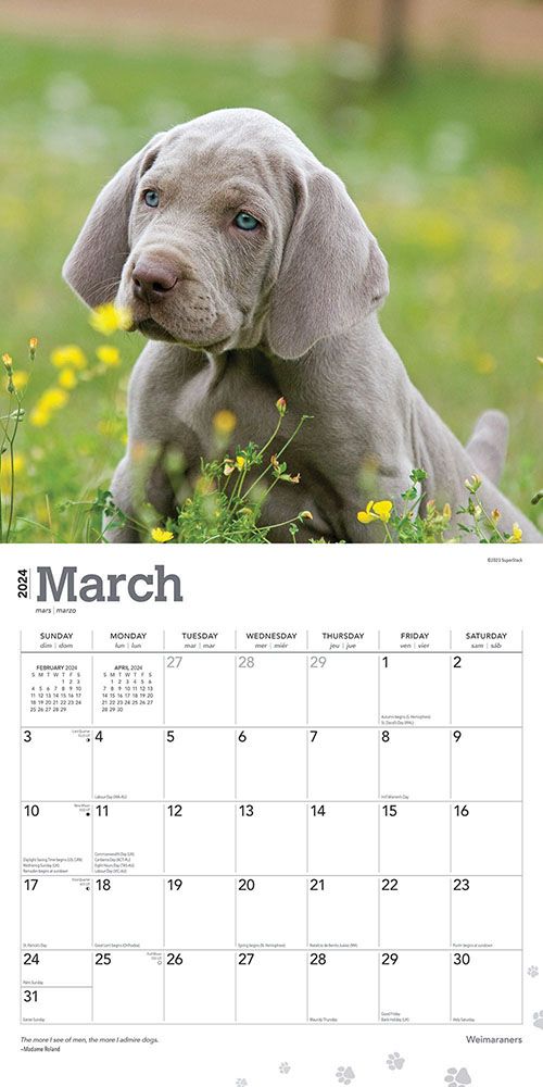 Weimaraners Calendar 2024Animal Den