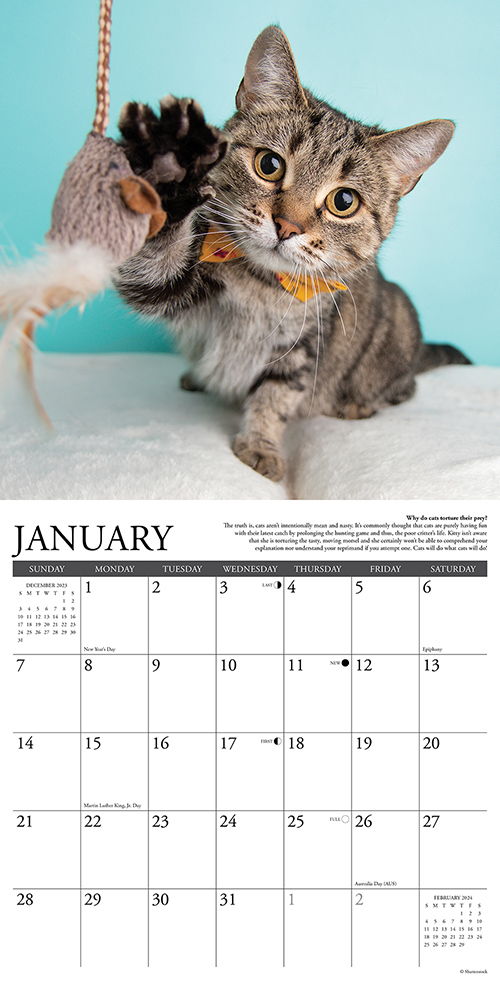 Why Cats Do That Calendar 2024 Willow