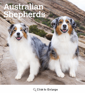2025 Australian Shepherds Calendar