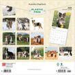 2025 Australian Shepherds Calendar