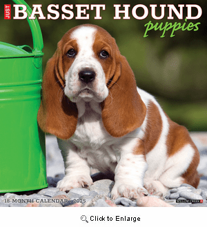 Basset Hound CatÃ¡logo Hush Puppies 2021 Puppies Shoes Hush