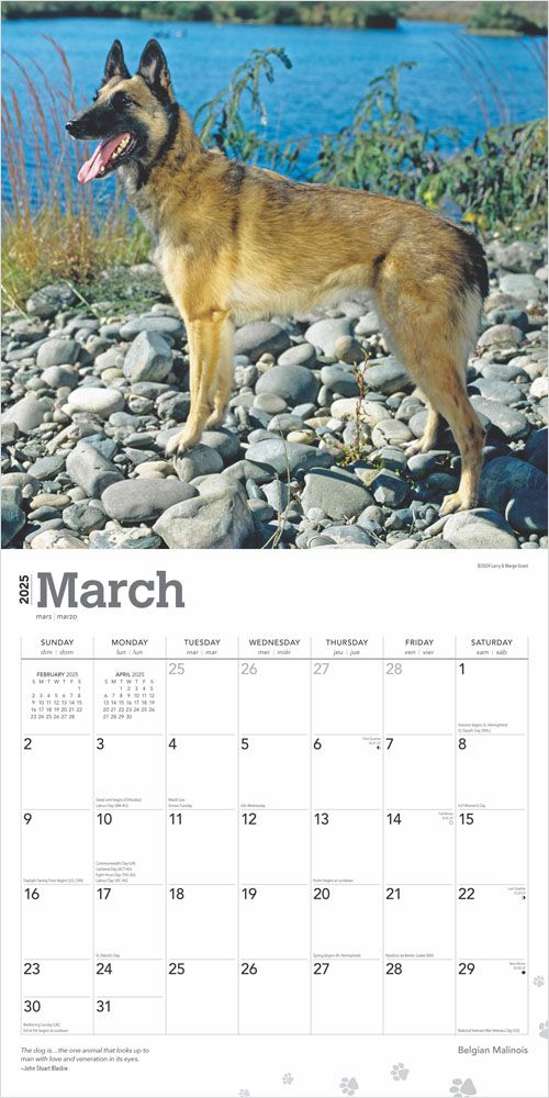 Belgian Malinois Calendar 2025 Animal Den