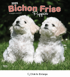 2025 Bichon Frise Puppies Calendar
