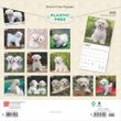 2025 Bichon Frise Puppies Calendar
