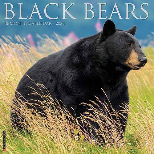 2025 Black Bears Calendar Willow Creek
