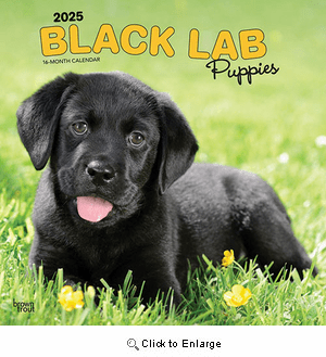 2025 Black Lab Puppies Calendar