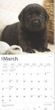 2025 Black Lab Puppies Calendar