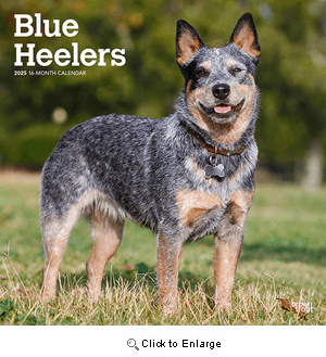 2025 Blue Heelers Calendar