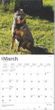 2025 Blue Heelers Calendar
