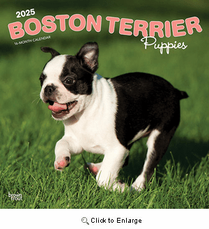 2025 Boston Terrier Puppies Calendar