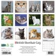 2025 British Shorthair Cats Calendar Willow Creek