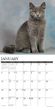 2025 British Shorthair Cats Calendar Willow Creek