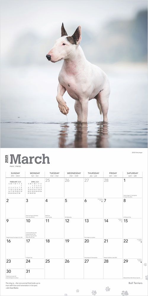 Bull Terriers Calendar 2025Animal Den