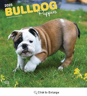 2025 Bulldog Puppies Calendar