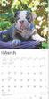 2025 Bulldog Puppies Calendar