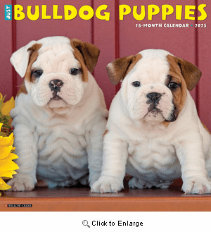 2025 Bulldog Puppies Calendar Willow Creek