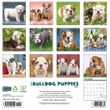 2025 Bulldog Puppies Calendar Willow Creek