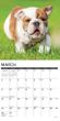 2025 Bulldog Puppies Calendar Willow Creek