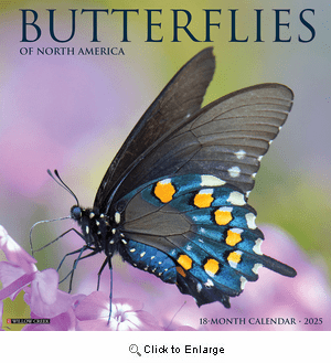 2025 Butterflies Calendar Willow Creek