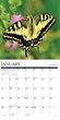 2025 Butterflies Calendar Willow Creek