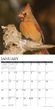 2025 Cardinals Calendar Willow Creek