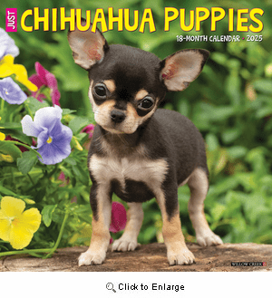 2025 Chihuahua Puppies Calendar