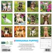 2025 Chihuahua Puppies Calendar