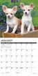 2025 Chihuahua Puppies Calendar