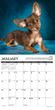 2025 Chihuahua Rules Calendar Willow Creek